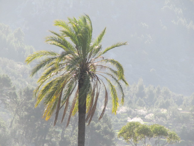 Palma