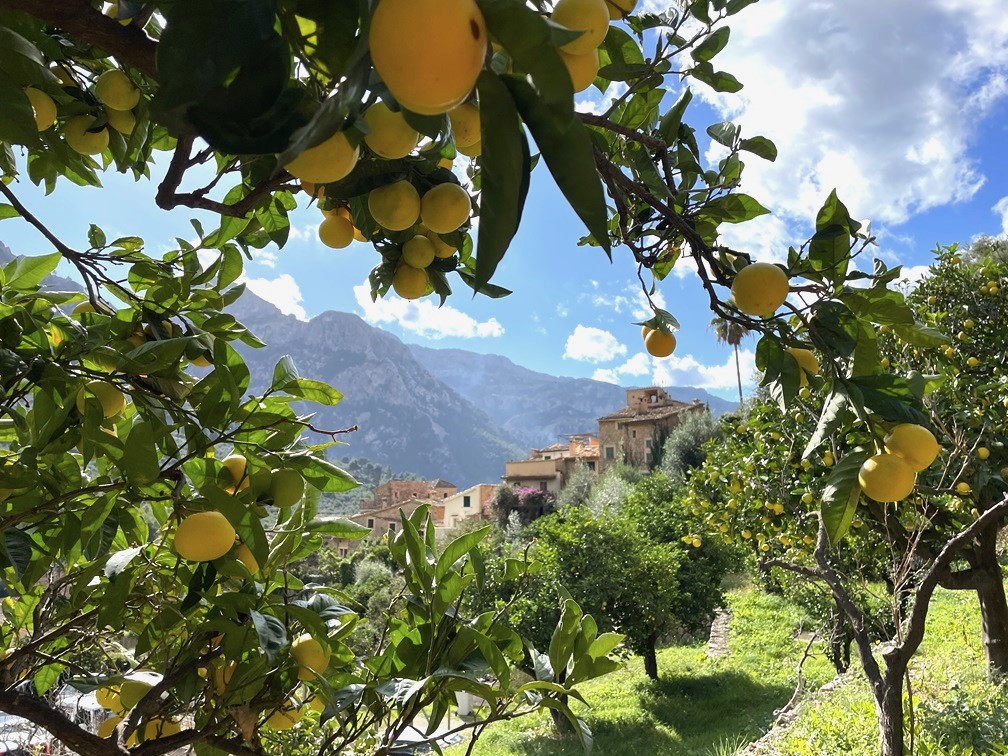 Citrony a hory Fornalutx