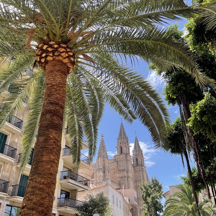 Pohled na katedrálu přes palmu