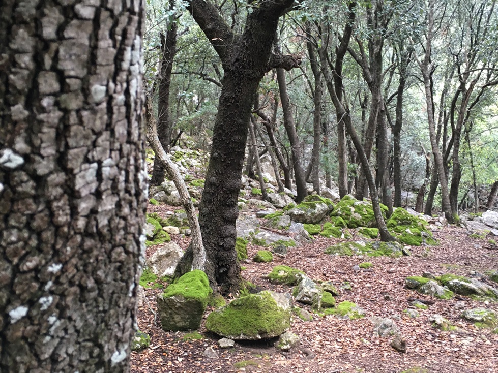 Sierra de Tramuntana